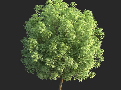 Lush Green Arbor With Dense Foliage And Healthy Strong Trunk 3d model