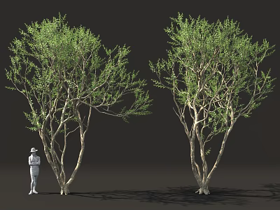 Tall Trees With Green Foliage And Multiple Branches Near Small Human Figure 3d model