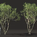 Tall Trees With Green Foliage And Multiple Branches Near Small Human Figure