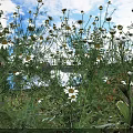 Blooming Small White And Yellow Flowers With Green Stems And Leaves In Sunlit Grassland
