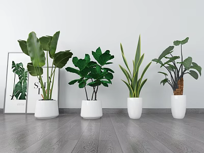 Various Indoor Potted Plants In White Pots With Decorative Green Leaf Frame 3d model