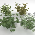 Various Green Plants With Different Leaf Shapes Colors And Herbs In Light Background