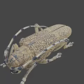 Detailed Yellowish Brown Beetle With Black Spots Long Antennae And Six Legs