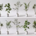 Various Types of Bonsai Potted Plants in White Ceramic Pots for Indoor Decoration
