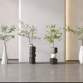 Contemporary Bonsai Potted Plants With White Ceramic Vases Black Spiral Pots And Lush Green Foliage