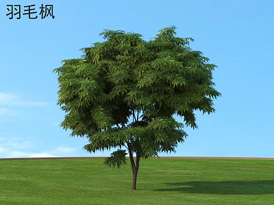 Feather Maple Tree With Lush Green Leaves Against Blue Sky And Green Grass 3d model
