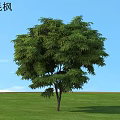 Feather Maple Tree With Lush Green Leaves Against Blue Sky And Green Grass