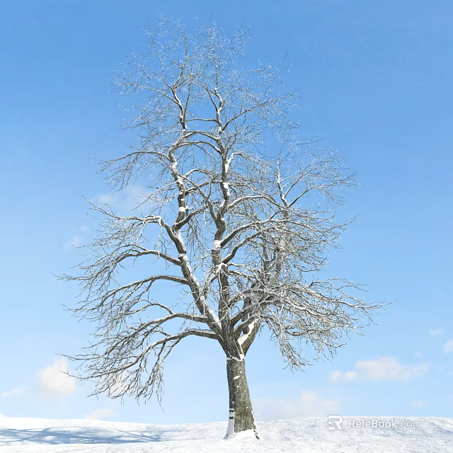 Bare Branch Tree With Snow Covered Branches Against Blue Sky And White Clouds 3d model 