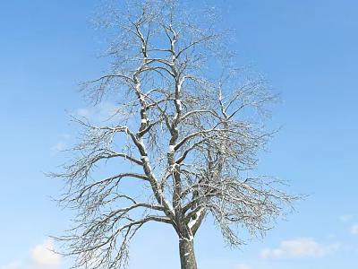 Bare Branch Tree With Snow Covered Branches Against Blue Sky And White Clouds 3d model