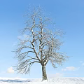 Bare Branch Tree With Snow Covered Branches Against Blue Sky And White Clouds 3d model
