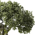landscape tree ancient tree 3d model