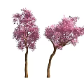 Two Beautiful Flowering Trees with Lush Pink Blossoms and Brown Trunks