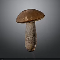 Fresh Wild Mushroom Plant with Brown Cap and Textured White Stem