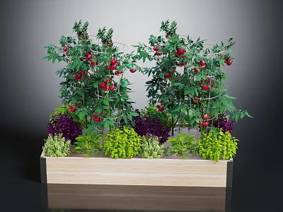 Tomato Plants With Red Fruits And Mixed Green Purple Foliage In Wooden Planter Box 3d model