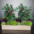 Tomato Plants With Red Fruits And Mixed Green Purple Foliage In Wooden Planter Box