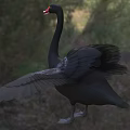 Black Swan with Red Beak Spreading Wings in Natural Grassland Area