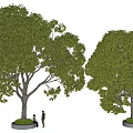 camphor tree big tree street tree pool tree summer tree green tree shade tree chat under tree 3d model