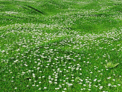 Lush Green Grass Field Filled With Tiny White Flowers In Natural Open Setting 3d model