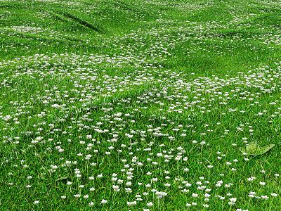 Modern Lawn Grass Lawn Flowers 3d model