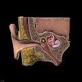 Game Character Ear Internal 3D Anatomy Model With Canal Tympanic Membrane Black Background