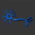 neuron nerve cell nerve terminal 3d model
