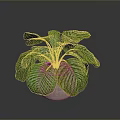 Lush Indoor Plant with Green and White Striped Leaves in Light Ceramic Pot for Home Decor