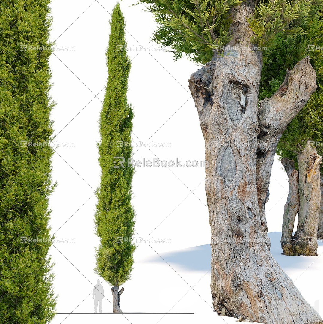 Landscape Tree Big Tree Tree Cypress Tree 3d model