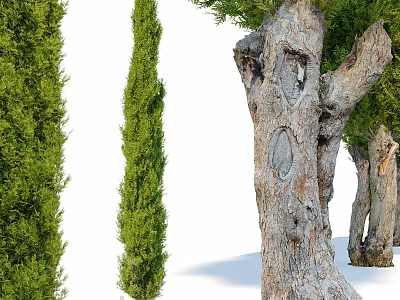 Various Trees Featuring Evergreen Foliage Thick Textured Bark And Clustered Trunks 3d model