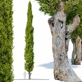 Landscape Tree Big Tree Tree Cypress Tree 3d model