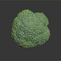Vibrant Fresh Green Broccoli with Yellow Stem on Gray Background