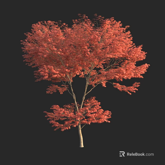 Vibrant Red Leaf Tree With Lush Foliage Isolated On Black Background 3d model 