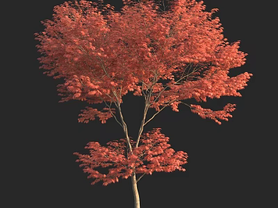 Vibrant Red Leaf Tree With Lush Foliage Isolated On Black Background 3d model