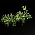 Lush Green Plants Display With Various Foliage Leaf Shapes And Hanging Vines On Black Background