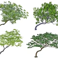 Various Arbor Trees With Different Crown Shapes And Green Foliage 3d model