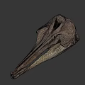Detailed Animal Skull With Long Beak And Anatomical Features On Gray Background