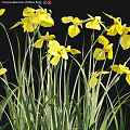 Vibrant Yellow Flowers Blooming With Lush Green Grass In Natural Scene