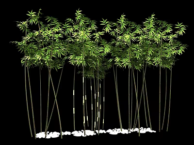 Lush Green Bamboo Grove With Tall Stems And White Stones At Base 3d model