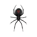 Black Reptile With Red Markings On Body And Long Legs In White Background