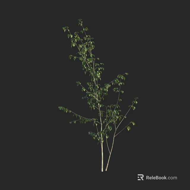 Single Arbor With Green Leaves And Thin Trunk Against Dark Background 3d model