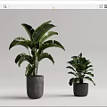 Green Leafy Potted Plants in Two Sizes Displayed with Gray Ceramic Pots 3d model