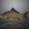 Brown Carp Fish With Scales Fins And Tail On Dark Background With Reflection
