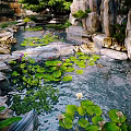 Natural Garden Ornament with Rock Formations Pond Water Lilies and Lush Greenery