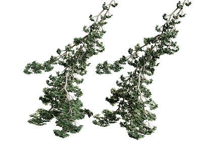 plant branches green leaves hanging plant model