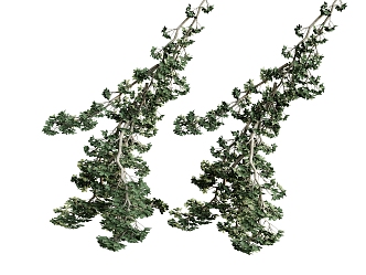 plant branches green leaves hanging plant 3d model