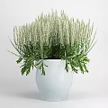 Bonsai Potted Plant With White Slender Flower Spikes And Green Leaves In White Pot