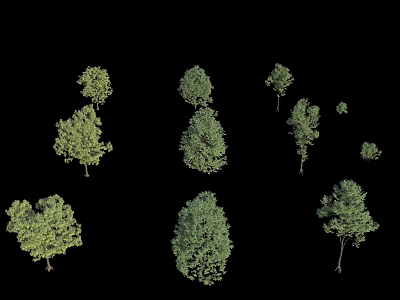 Diverse Arbor Trees Displaying Different Heights and Lush Green Foliage 3d model