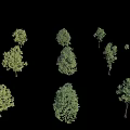 Diverse Arbor Trees Displaying Different Heights and Lush Green Foliage