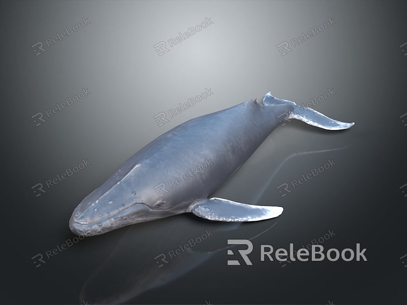 whale cartoon whale mammal marine mammal marine animal fish freshwater fish marine fish model