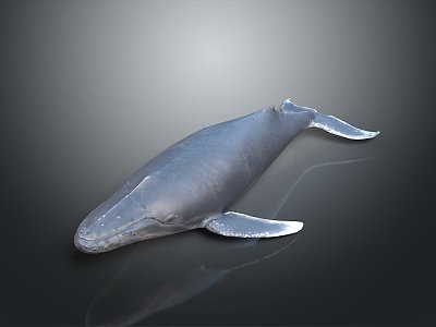 whale cartoon whale mammal marine mammal marine animal fish freshwater fish marine fish model