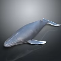 Realistic 3D Rendered Blue Whale Marine Animal With Detailed Fins Tail And Gray Gradient Background